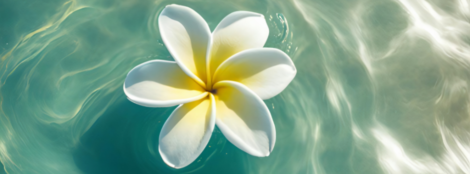 Frangipani Frangipani