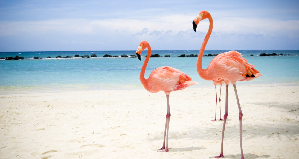 flamingo bonaire flamingo bonaire